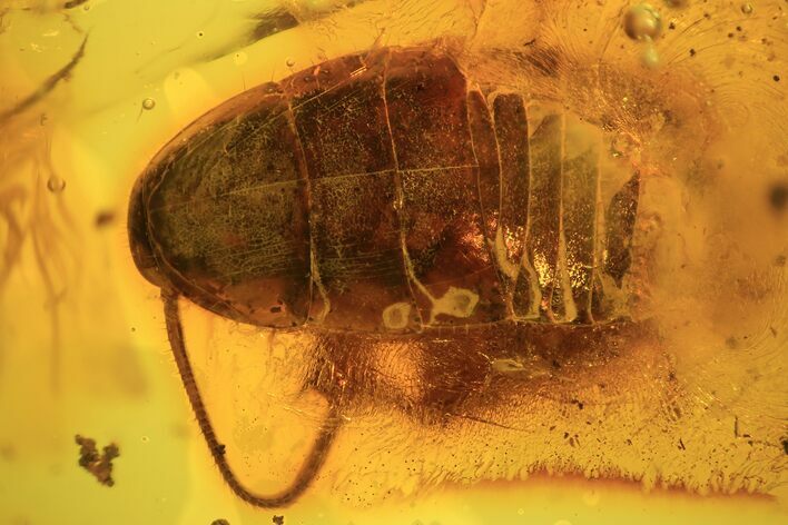 Fossil Cockroach (Blattoidea) & Flower Stamen In Baltic Amber - Rare! #105458